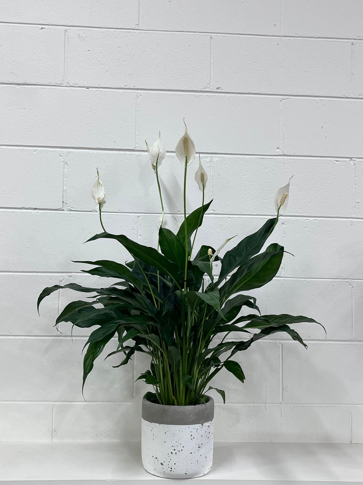 Peace Lilly Plant