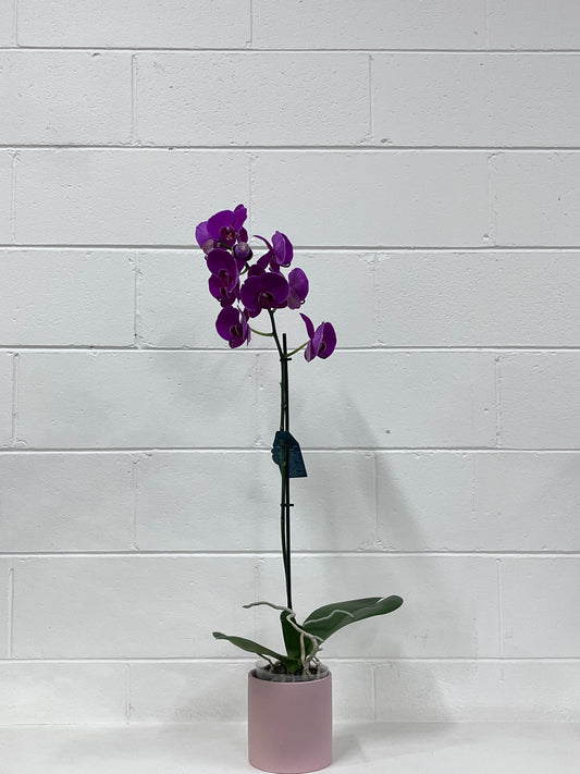 Phalaenopsis Orchids