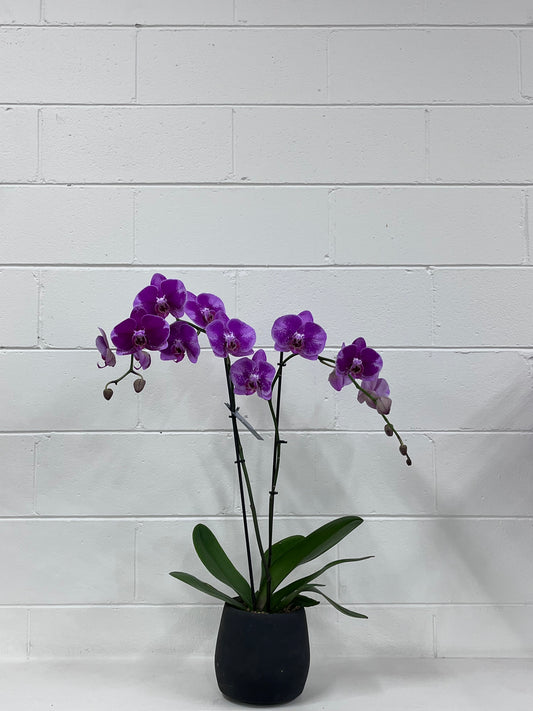 Deluxe Phalaenopsis Orchid Plant