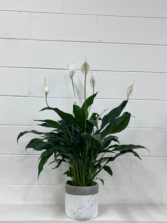 Peace Lilly Plant