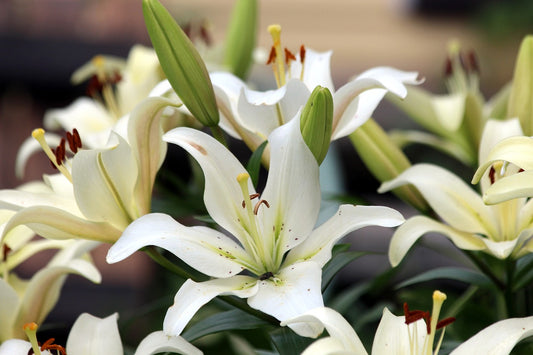 Lovely Lilies